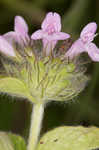 Wild basil 